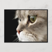 Up-Nahe Kitty Post Card Postkarte (Vorderseite)