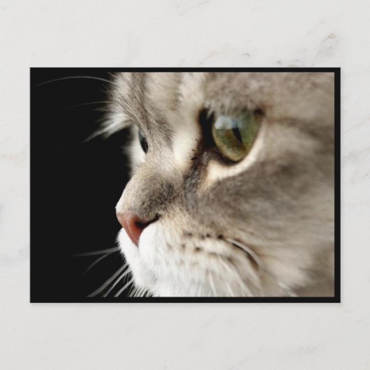 Up-Nahe Kitty Post Card Postkarte (Vorderseite)