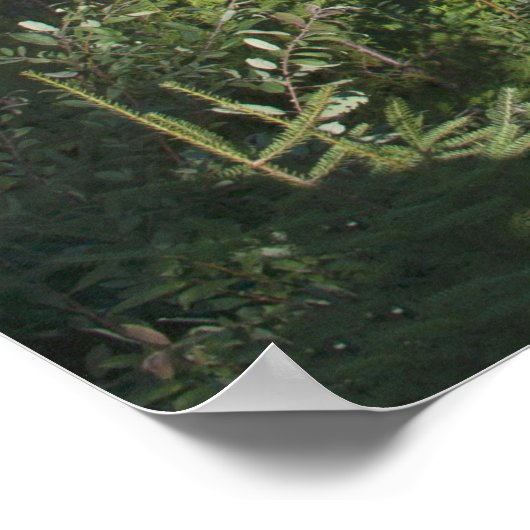 Upper Tahquamenon Falls, Michigan Poster (Ecke)