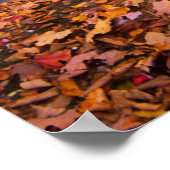 Upper Whiteoak Falls, Shenandoah National Park, VA Poster (Ecke)