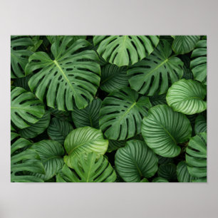 Üppige grüne Monstera-Blattstruktur Poster