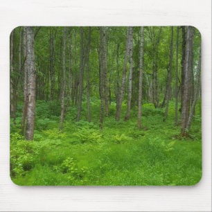 Üppige grüne Waldlandschaftsszene Mousepad