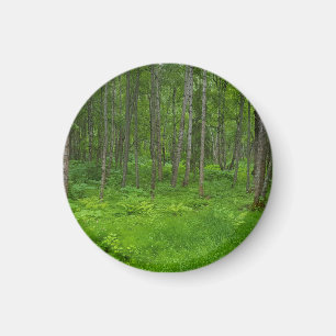 Üppige grüne Waldserenität Magnet