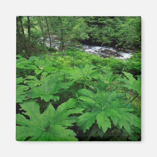 Üppige grüne Waldvegetation Magnet (Vorne)