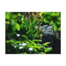 Üppiger grüner Garten