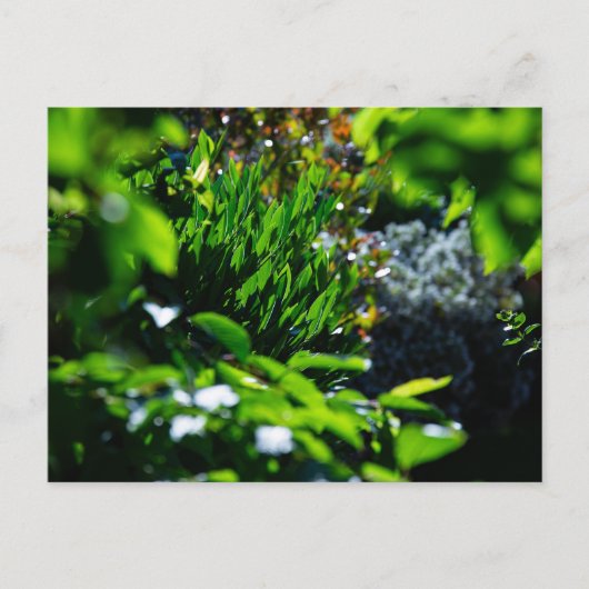 Üppiger grüner Garten Postkarte (Vorderseite)