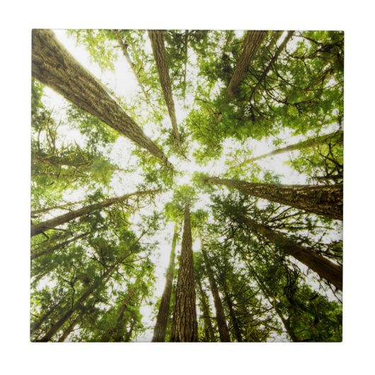 Üppiger grüner Regen-Wald Fliese (Vorderseite)