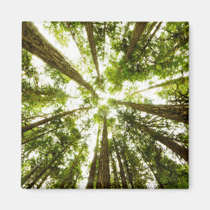 Üppiger grüner Regen-Wald Magnet