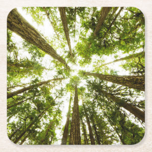 Üppiger grüner Regen-Wald Rechteckiger Pappuntersetzer