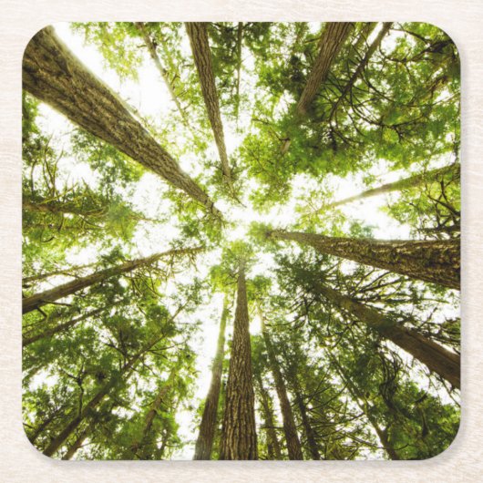 Üppiger grüner Regen-Wald Rechteckiger Pappuntersetzer (Vorderseite)