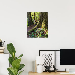 Üppiger Immergrüner Wald Fotografische Natur Poster