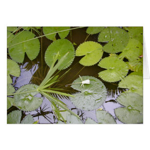 Üppiger Lilypads