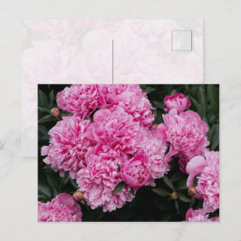 Üppiger Rosa Pfingstrosen-Garten Florale Fine Art Postkarte
