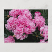 Üppiger Rosa Pfingstrosen-Garten Florale Fine Art Postkarte (Vorderseite)
