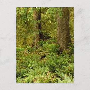 Üppiger Wald & Farne Ecola State Park, Oregon Postkarte