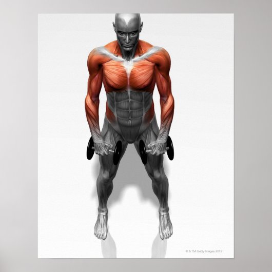 Upright Row Exercise Poster (Vorne)