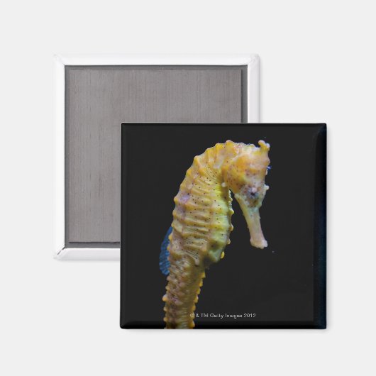 Uprix Magnet (Vorderseite/Rückseite)