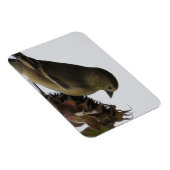 Upside DownSunflower Eating Goldfinch Magnet (Rechte Seite)