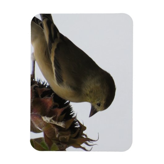 Upside DownSunflower Eating Goldfinch Magnet (Vertikal)