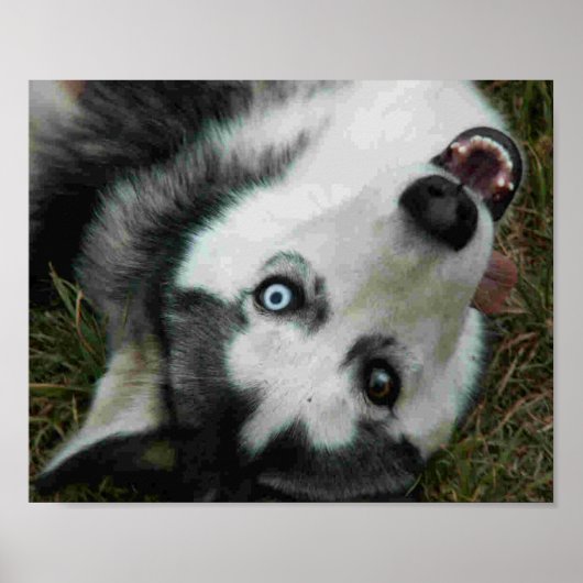 UpsideDown Husky Poster (Vorne)