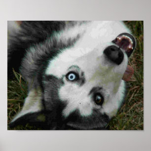 UpsideDown Schlittenhund Poster