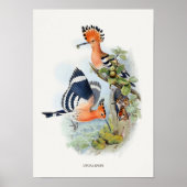 Upupa Epops Poster (Vorne)