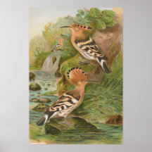 Upupa epops von Johann Friedrich Naumann