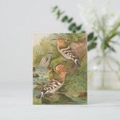 Upupa epops von Johann Friedrich Naumann Postkarte (Stehend Vorderseite)