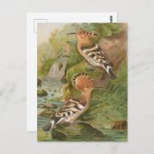 Upupa epops von Johann Friedrich Naumann Postkarte (Vorne/Hinten)
