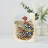 Upupa Nigripennis (Indian Hoopoe) Postkarte (Stehend Vorderseite)
