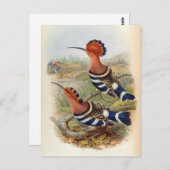 Upupa Nigripennis (Indian Hoopoe) Postkarte (Vorne/Hinten)