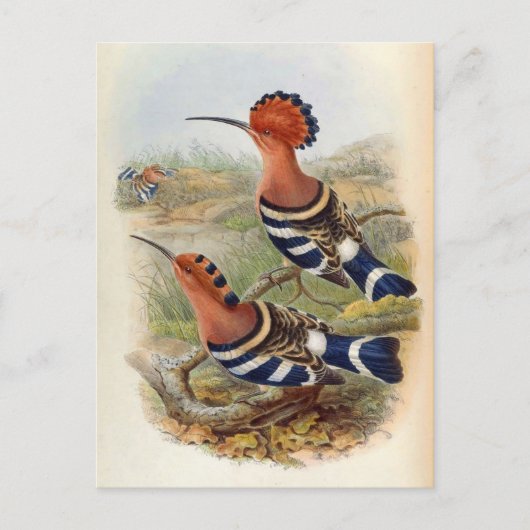Upupa Nigripennis (Indian Hoopoe) Postkarte (Vorderseite)
