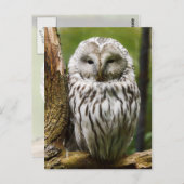 Ural Owl auf einer Extremität Postkarte (Vorne/Hinten)