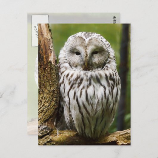 Ural Owl auf einer Extremität Postkarte (Vorne/Hinten)