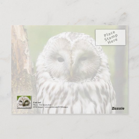 Ural Owl auf einer Extremität Postkarte (Rückseite)