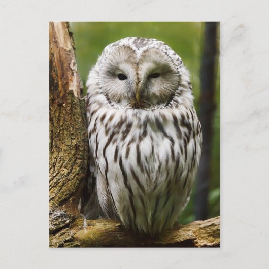 Ural Owl auf einer Extremität Postkarte (Vorderseite)