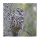 Ural Owl Fliese (Vorderseite)