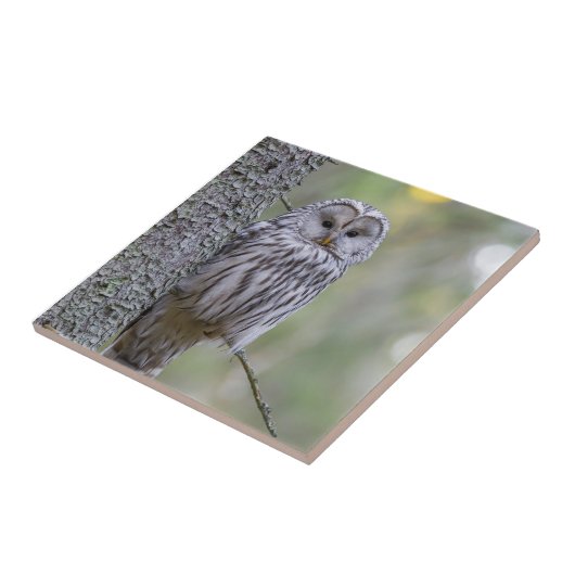 Ural Owl Fliese (Seite)