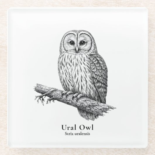 Ural Owl Glasuntersetzer (Vorderseite)