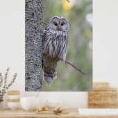 Ural Owl Poster (Küche)