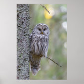 Ural Owl Poster (Vorne)