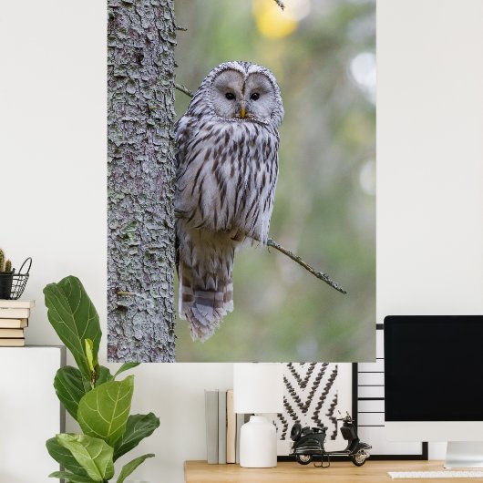 Ural Owl Poster (Heimbüro)