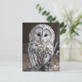 Ural Owl Postkarte (Stehend Vorderseite)