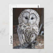Ural Owl Postkarte (Vorne/Hinten)