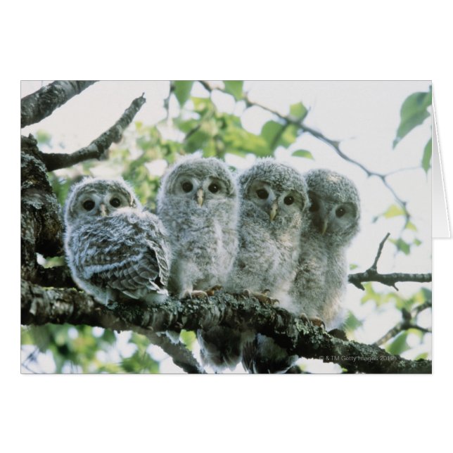 Uralhütten. Ikeda-machi, Hokkaido, Japan (Vorderseite (Horizontal))