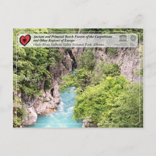 Uralte Buchenwälder und Urwald - Fluss Gashi Postkarte (Vorderseite)