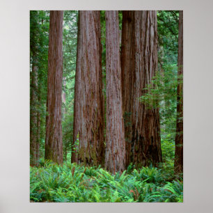 Uralte Redwoods ragen empor Poster