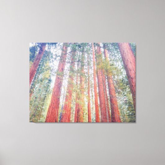 Uralte Sequoien Leinwanddruck (Vorderseite)