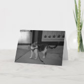 Urban cat Vibes notecard Ankündigung (Vorderseite)