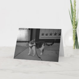 Urban cat Vibes notecard Ankündigung